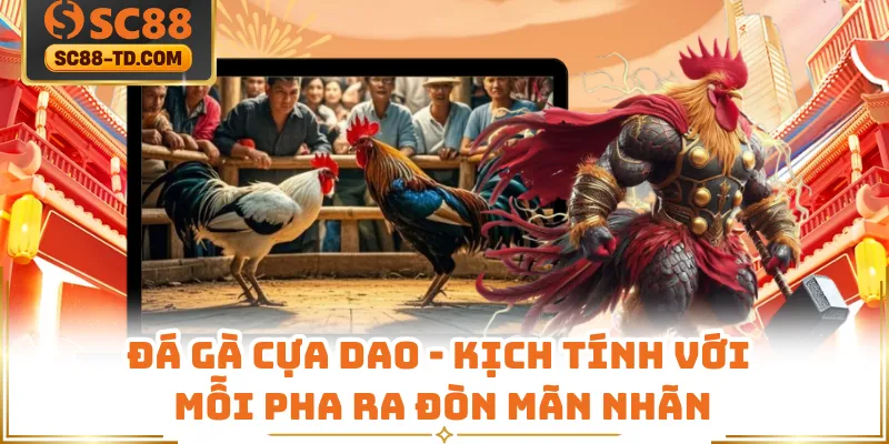 Đá Gà Cựa Dao - Kịch Tính Với Mỗi Pha Ra Đòn Mãn Nhãn